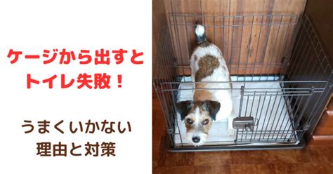 ゲージから出すとトイレ失敗の深刻さ：愛犬の健康と飼い主の悩みに迫る