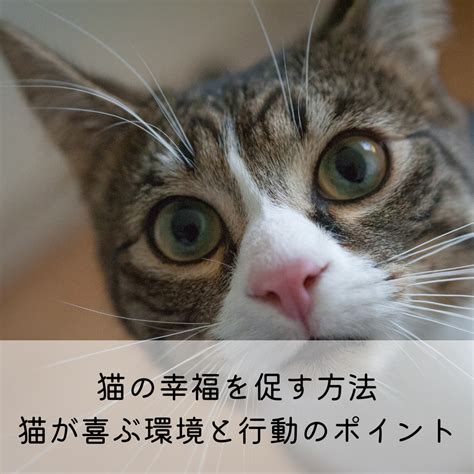 ゲージ 猫: 猫の行動と幸福への影響