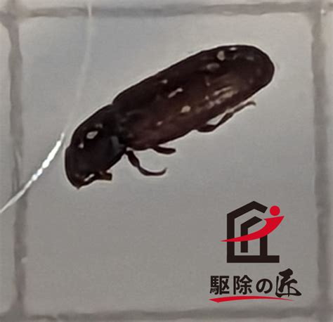 コクヌストモドキってどんな虫？