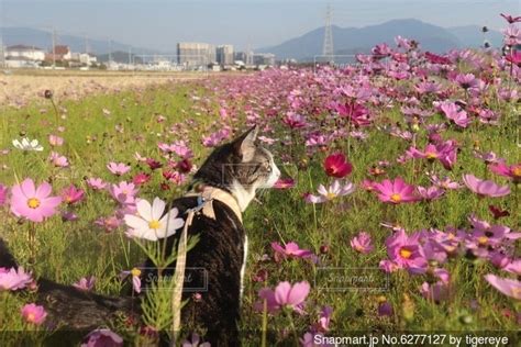 コスモスと猫の共演で描く幻想的な世界