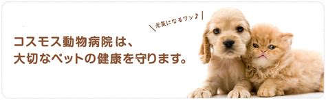 コスモス動物病院でペットの健康を守る