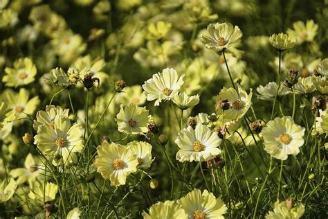 コスモス：癒しの花