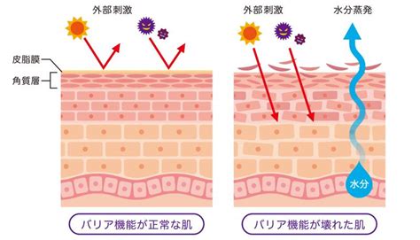 コスモス ローションによる肌の健康改善