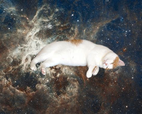 コスモス 猫：宇宙と猫の魅力が融合した新たなアート