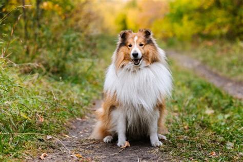 コリーに似ている犬種