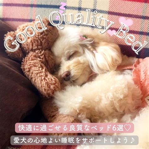 コーギーにぴったりなベッドで、愛犬の健やかな眠りをサポートしよう！