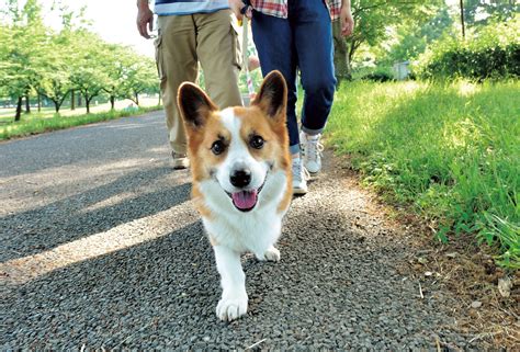 コーギーの散歩距離：最適な距離と健康上のメリットについて