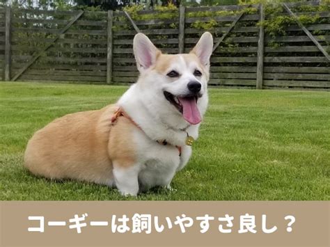 コーギーを飼う際の飼いやすさガイド