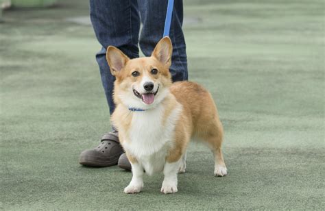 コーギー犬服の選び方とおすすめの商品