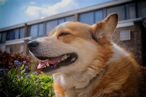 コーギー犬種: 魅力的なコンパニオンのための包括ガイド