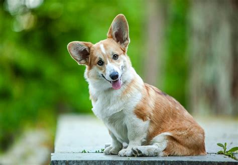 コーギー犬種の特徴