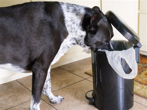 ゴミ箱犬対策で愛犬がゴミ箱漁りをしないようにするための完全ガイド