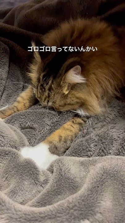 ゴロゴロ言わない猫