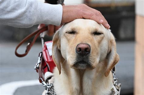 ゴールデンレトリバー: 忠実で献身的な盲導犬