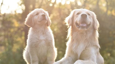 ゴールデンレトリバー: 番犬として最適な犬種