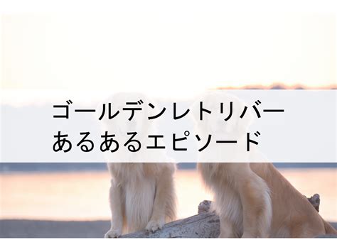 ゴールデンレトリバーあるある100選！その愛らしさと魅力がたっぷり詰まったあるあるネタ