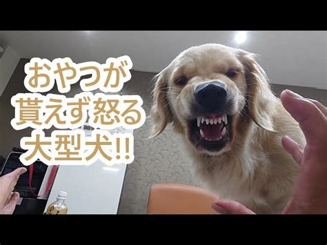 ゴールデンレトリバーが怒る？愛犬の怒りのサインを見逃さないで！