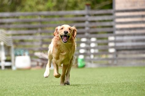 ゴールデンレトリバーと子どもたち：かけがえのない友情