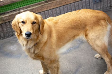 ゴールデンレトリバーにそっくりな犬種