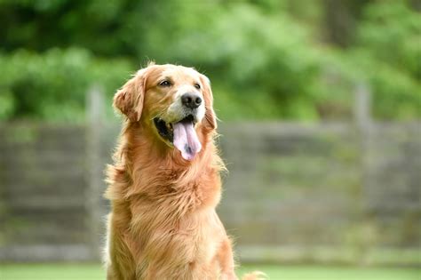 ゴールデンレトリバーにぴったりのシャンプー選びで、愛犬の健康的な被毛を維持しよう！