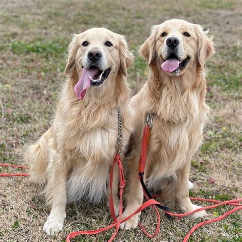 ゴールデンレトリバーに似ている犬