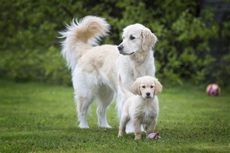 ゴールデンレトリバーのトイレトレーニング: 子犬から成犬まで完璧な方法