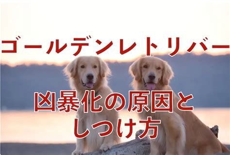 ゴールデンレトリバーの凶暴化を防ぐための包括ガイド