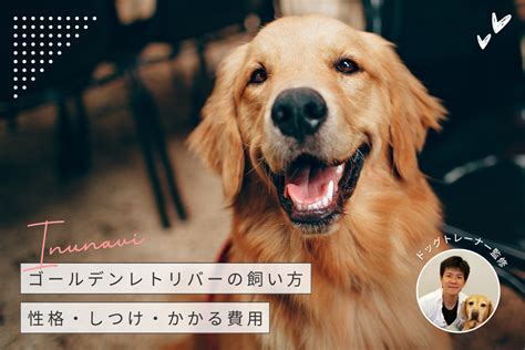 ゴールデンレトリバーの子犬の値段