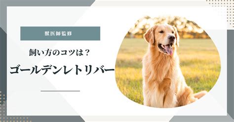 ゴールデンレトリバーの子犬を迎えるための完全ガイド