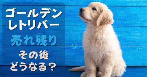 ゴールデンレトリバーの子犬を迎える理由