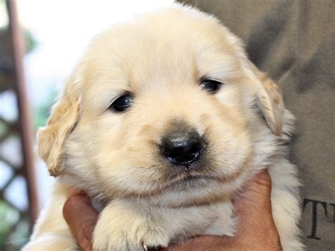 ゴールデンレトリバーの子犬誕生