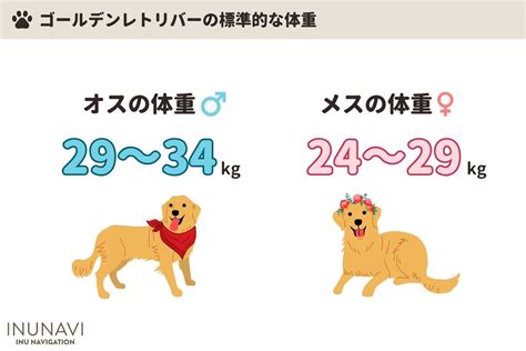 ゴールデンレトリバーの平均体重を徹底解剖