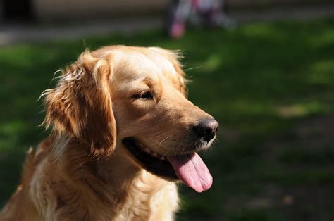 ゴールデンレトリバーの成犬期