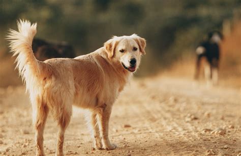 ゴールデンレトリバーの換毛期：愛犬の季節的変化を理解して管理する