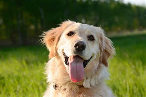 ゴールデンレトリバーの番犬としての能力