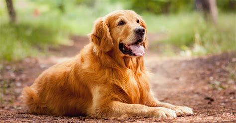 ゴールデンレトリバーの盲導犬としての歴史