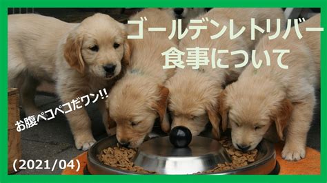 ゴールデンレトリバーの食事：愛犬の健康と幸福のための徹底ガイド！