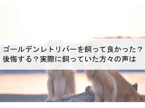 ゴールデンレトリバーの飼い主が後悔していることとは？