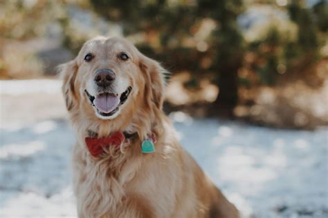 ゴールデンレトリバーの飼い方：犬種の特徴と飼育のポイント