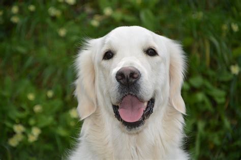 ゴールデンレトリバーの餌の選び方と与え方：健康で幸せな愛犬のために