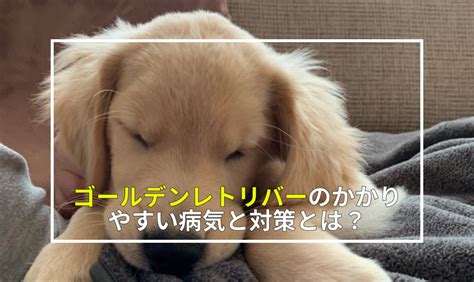 ゴールデンレトリバーの餌やりガイド: 犬の健康と幸福のために