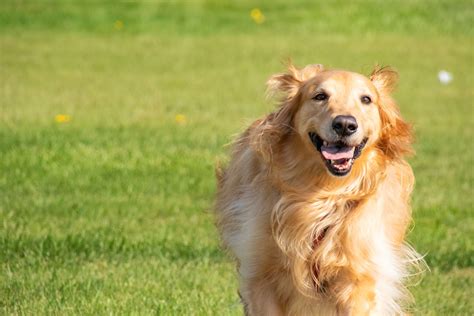 ゴールデンレトリバーを飼うための費用：生涯にかかるコストを徹底解説