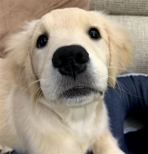 ゴールデンレトリバーを飼う前に知っておきたい後悔ポイント