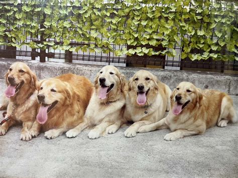 ゴールデンレトリバー子犬ってどんな犬？