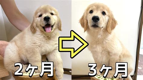 ゴールデンレトリバー子犬の体重：月齢別・理想体重・成長曲線