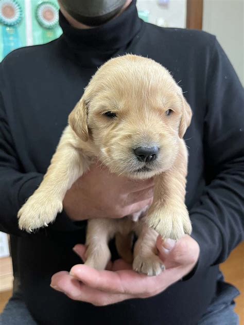 ゴールデンレトリバー子犬の相場とお迎えまでの流れ