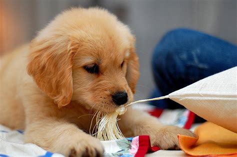 ゴールデンレトリバー子犬の選び方と育て方