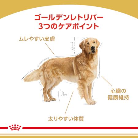 ゴールデンレトリバー成犬の健康管理