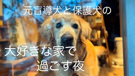 ゴールデンレトリバー盲導犬: 忠実で信頼できるパートナー