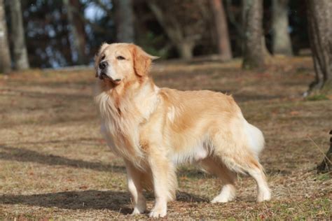 ゴールデンレトリバー：大型犬における忠実で愛らしい伴侶